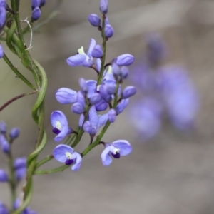 Comesperma volubile at Wamboin, NSW - suppressed