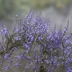 Comesperma volubile at Wamboin, NSW - suppressed