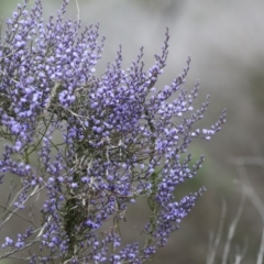 Comesperma volubile at Wamboin, NSW - suppressed