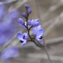 Comesperma volubile at Wamboin, NSW - suppressed