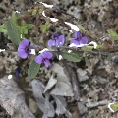 Hovea heterophylla (Common Hovea) at Wamboin, NSW - 4 Oct 2022 by AlisonMilton