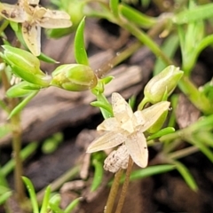 Sagina apetala (New Zealand Moss) at Lyneham, ACT - 14 Oct 2022 by trevorpreston