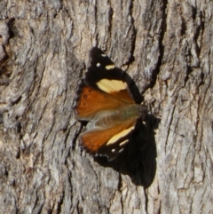 Vanessa itea (Yellow Admiral) at Boro - 10 Oct 2022 by Paul4K