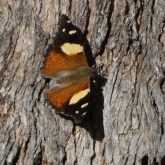 Vanessa itea at Borough, NSW - 10 Oct 2022 03:42 PM