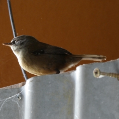 Sericornis frontalis (White-browed Scrubwren) at Borough, NSW - 9 Oct 2022 by Paul4K