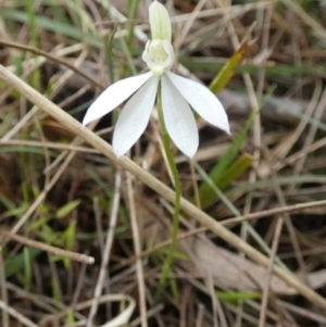 Caladenia fuscata at Borough, NSW - suppressed