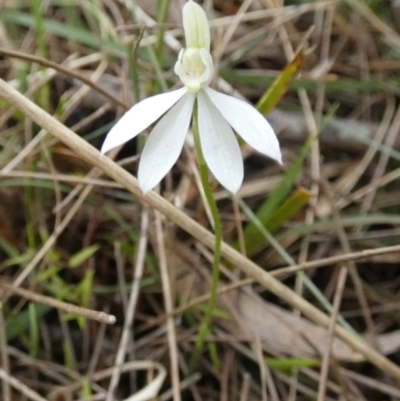 Caladenia fuscata (Dusky Fingers) at Borough, NSW - 10 Oct 2022 by Paul4K