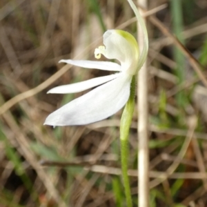 Caladenia fuscata at Borough, NSW - suppressed