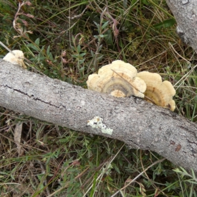 Trametes sp. at Borough, NSW - 10 Oct 2022 by Paul4K