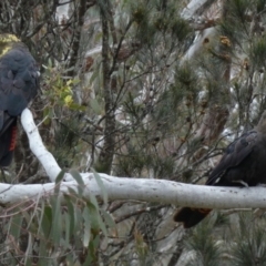 Calyptorhynchus lathami lathami (Glossy Black-Cockatoo) at Borough, NSW - 11 Oct 2022 by Paul4K