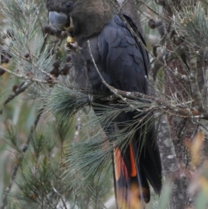 Calyptorhynchus lathami lathami at Borough, NSW - suppressed