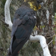 Calyptorhynchus lathami at Borough, NSW - 11 Oct 2022