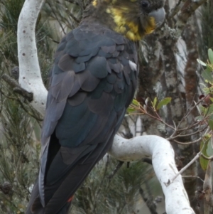 Calyptorhynchus lathami lathami at Borough, NSW - suppressed