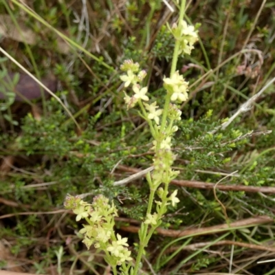 Galium gaudichaudii subsp. gaudichaudii (Rough Bedstraw) at Borough, NSW - 11 Oct 2022 by Paul4K