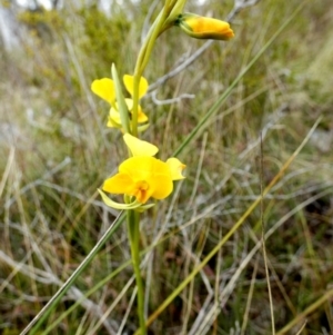 Diuris aequalis at Mayfield, NSW - 11 Oct 2022