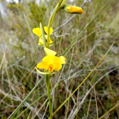 Diuris aequalis (Buttercup Doubletail) at Boro - 10 Oct 2022 by Paul4K