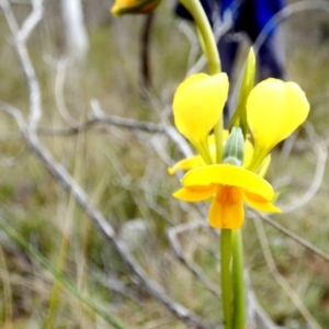 Diuris aequalis at Mayfield, NSW - 11 Oct 2022