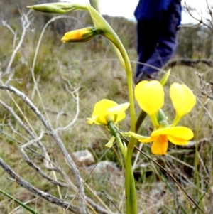 Diuris aequalis at Mayfield, NSW - 11 Oct 2022