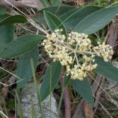 Pomaderris intermedia at Borough, NSW - 11 Oct 2022