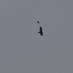 Aquila audax (Wedge-tailed Eagle) at West Wodonga, VIC - 14 Oct 2022 by KylieWaldon