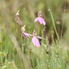 Caladenia carnea (Pink Fingers) at West Wodonga, VIC - 14 Oct 2022 by KylieWaldon