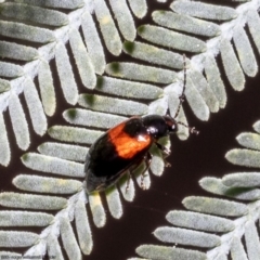 Monolepta minima (Leaf beetle) at Umbagong District Park - 13 Oct 2022 by Roger