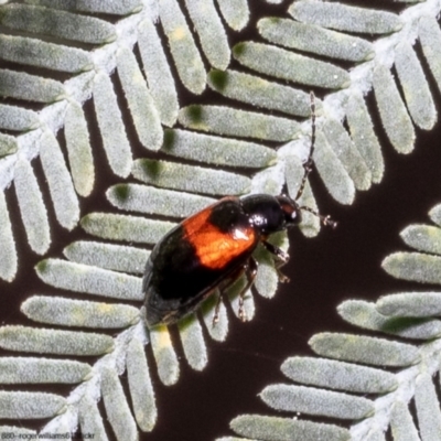 Monolepta minima (Leaf beetle) at Umbagong District Park - 13 Oct 2022 by Roger