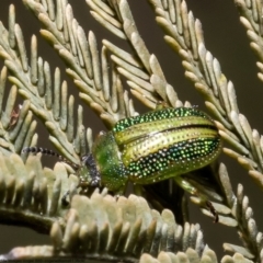Calomela vittata (Acacia leaf beetle) at Umbagong District Park - 13 Oct 2022 by Roger