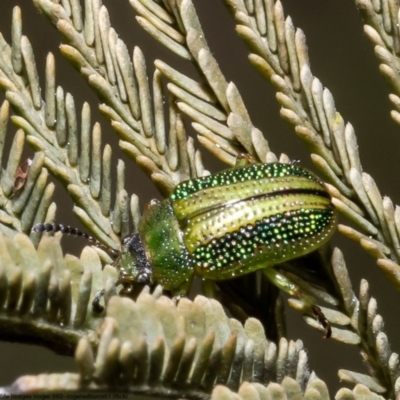 Calomela vittata (Acacia leaf beetle) at Latham, ACT - 13 Oct 2022 by Roger