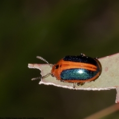 Calomela curtisi (Acacia leaf beetle) at Umbagong District Park - 13 Oct 2022 by Roger