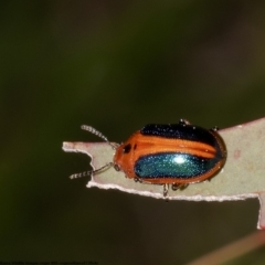 Calomela curtisi (Acacia leaf beetle) at Latham, ACT - 13 Oct 2022 by Roger