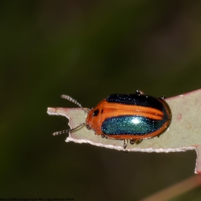 Calomela curtisi (Acacia leaf beetle) at Umbagong District Park - 13 Oct 2022 by Roger