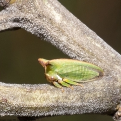Sextius virescens (Acacia horned treehopper) at Umbagong District Park - 13 Oct 2022 by Roger