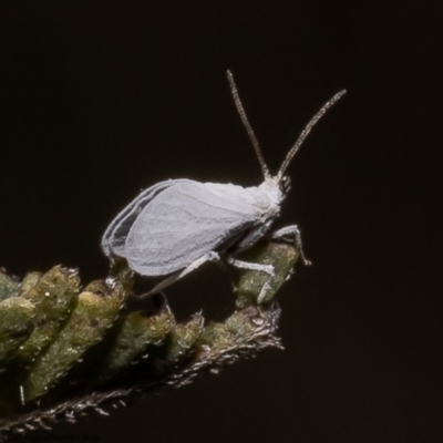 Coniopterygidae (family) (Dusty lacewing or Dustywing) at Umbagong District Park - 15 Oct 2022 by Roger