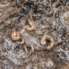 Urodacus manicatus (Black Rock Scorpion) at Coree, ACT - 30 Sep 2022 by SWishart