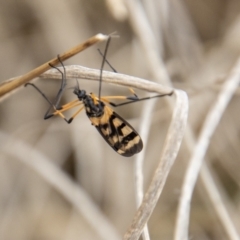 Gynoplistia (Gynoplistia) bella (A crane fly) at Coree, ACT - 30 Sep 2022 by SWishart