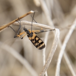 Gynoplistia (Gynoplistia) bella at Coree, ACT - 30 Sep 2022