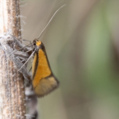 Philobota undescribed species near arabella (A concealer moth) at Coree, ACT - 30 Sep 2022 by SWishart
