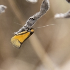 Philobota undescribed species near arabella at Coree, ACT - 30 Sep 2022