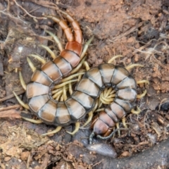 Cormocephalus aurantiipes (Orange-legged Centipede) at Woodstock Nature Reserve - 30 Sep 2022 by SWishart