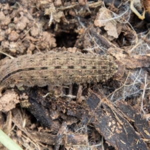 Heteronympha merope at Coree, ACT - 30 Sep 2022 11:55 AM