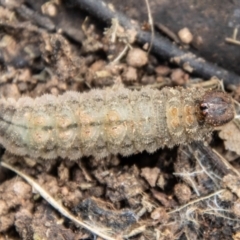 Heteronympha merope at Coree, ACT - 30 Sep 2022 11:55 AM