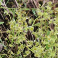 Drosera sp. (A Sundew) at West Wodonga, VIC - 14 Oct 2022 by KylieWaldon