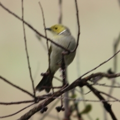 Ptilotula penicillata (White-plumed Honeyeater) at West Wodonga, VIC - 14 Oct 2022 by KylieWaldon