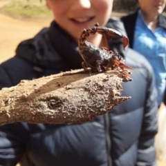 Cercophonius squama (Wood Scorpion) at Namadgi National Park - 15 Oct 2022 by VanceLawrence