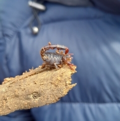 Cercophonius squama at Cotter River, ACT - 15 Oct 2022 10:17 AM