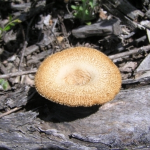 Lentinus fasciatus at Molonglo Valley, ACT - 15 Oct 2022