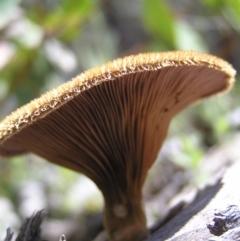 Lentinus fasciatus at Molonglo Valley, ACT - 15 Oct 2022 12:04 PM