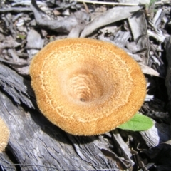 Lentinus fasciatus at Molonglo Valley, ACT - 15 Oct 2022 12:04 PM