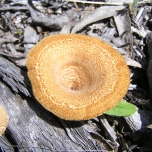 Lentinus fasciatus at Molonglo Valley, ACT - 15 Oct 2022 12:04 PM